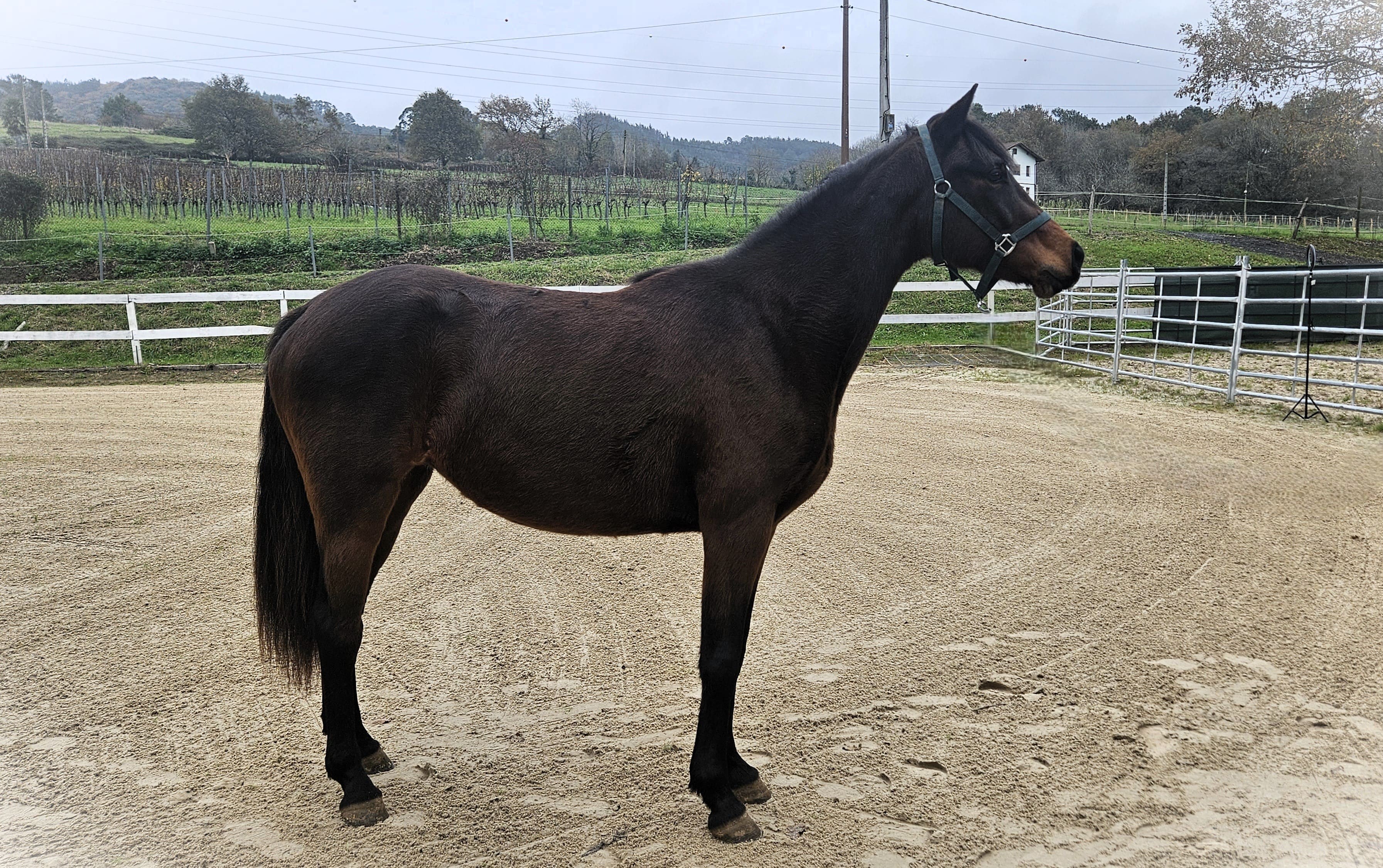 horse